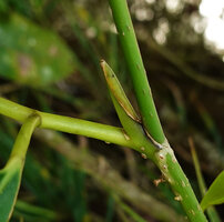 Heptapleurum (syn. Schefflera) avene, expanded ligular part of the leaf sheath, Mt Kinabalu, 1600 m asl, Sabah, Borneo
