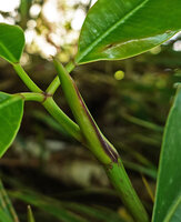 Heptapleurum (syn. Schefflera) avene, expanded purple edged ligular part of the sheathing leaf base, Mt Kinabalu, 1600 m asl, Sabah, Borneo