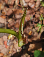 Heptapleurum (syn. Schefflera) avene, leaf removed from the stem, the empty cavity of the ligular sheath evoking a myrmecophilous cavity, Mt Kinabalu, 1600 m asl, Sabah, Borneo