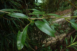 Heptapleurum (syn. Schefflera) avene, leaves mostly with three leaflets, outstanding long ligular axpansion of the leaf sheath, Mt Kinabalu, 1600 m asl, Sabah, Borneo