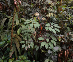 Heptapleurum wrayi in forest understory, Cameron Highlands, Malaysia