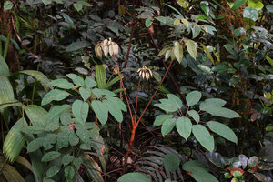 Heptapleurum wrayi, three dimensional spiral leaves with the youngest smaller leaflets at the top, Cameron Highlands, Malaysia