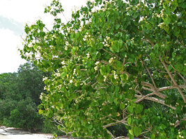Hernandia nymphaeifolia at the edge of the beach forest, Havelock, Andaman Islands