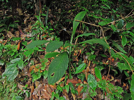Hestia longifolia in habitat, Bukit Larut, Malaysia