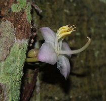 Heteroblemma alternifolium, cauliflorous flower with petals, stamens and upward curved style, Sukau, Kinabatangan, Sabah, Borneo