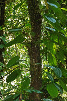 Heteroblemma alternifolium, cauliflory all along the stem fixed to the host tree trunk by adventitious roots, Danum Valley, Sabah, Borneo