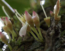 Heteroblemma alternifolium, flowers emerging from hypanthium and cupular calyx, Danum Valley, Sabah, Borneo