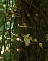 Heteroblemma alternifolium, lateral view of the flowers with projected upward curved style, Danum Valley, Sabah, Borneo
