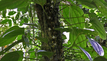 Heteroblemma alternifolium, leaves and flowers, Danum Valley, Sabah, Borneo