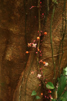 Heteroblemma (syn. Medinilla) alternifolium, cauliflory, Gunung Mulu NP, Sarawak, Borneo