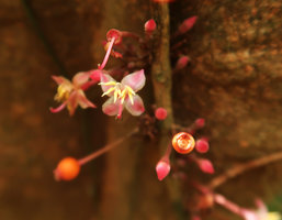 Heteroblemma (syn. Medinilla) alternifolium, flowers, Gunung Mulu NP, Sarawak, Borneo