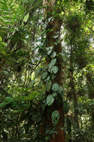 Heteroblemma (syn. Medinilla) alternifolium, vertically climbing stem fixed by adventitious roots, Gunung Mulu NP, Sarawak, Borneo