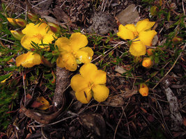 Hibbertia procumbens on a earth bank with huge flowers and tiny leaves, Cradle Mountain, Tasmania