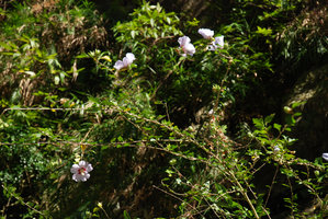 Hibiscus syriacus in habitat, flowering branches, Taroko Gorge, Taiwan