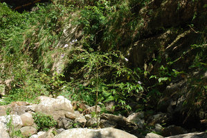 Hibiscus syriacus in its native rocky stream bed habitat, flowering branches, Taroko Gorge, Taiwan