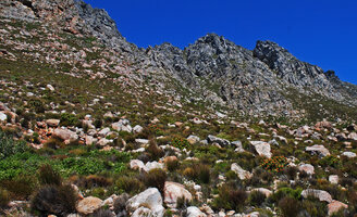 High diversity of flowering plants due to their isolation among the boulders, Hermanus, Western Cape, South Africa