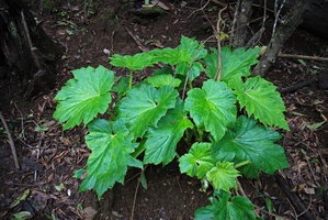 Hillebrandia sandwicensis  on a shaded earth bank, Koke&#039;e, Kauai, Hawaii