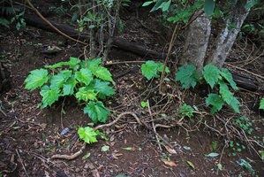 Hillebrandia sandwicensis, population on a shaded earth bank, Koke&#039;e, Kauai, Hawaii