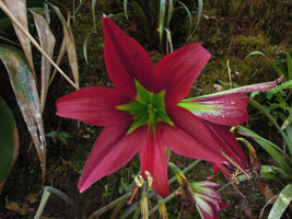 Hippeastrum machupijchense, frontal view of flower, Inkaterra Machu Pichu, Peru