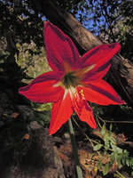 Hippeastrum puniceum, flower close-up, Aguas Calientes, Cuzco, Peru
