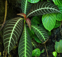 Hoffmannia ghiesbreghtii, cryptic brown anthocyanic leaves with silvery veins, Cubilhuitz, Alta Verapaz, Guatemala