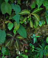 Hoffmannia ghiesbreghtii on vertical earth and roky bank, Cubilhuitz, Alta Verapaz, Guatemala
