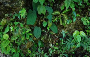 Hoffmannia ghiesbreghtii sharing its vertical rocky habitat with Syngonium macrophyllum, Begonia nelumbonifolia, Ferns and others, Cubilhuitz, Alta Verapaz, Guatemala