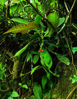 Hoffmannia ghiesbreghtii, small cauliflorous shrub on vertical earth bank, Cubilhuitz, Alta Verapaz, Guatemala