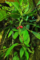 Hoffmannia ghiesbreghtii, small cauliflorous shrub with bright red berries, Cubilhuitz, Alta Verapaz, Guatemala