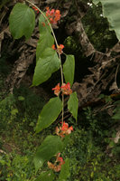 Holmskioldia sanguinea, flowering decumbent branch in natural habitat, Inle Lake area, Myanmar