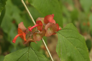 Holmskioldia sanguinea flowering in natural habitat, Inle Lake area, Myanmar