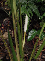 Holochlamys beccarii, spatha clasping the spadix, Madang, Papua New Guinea
