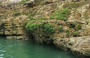 Homalomena consobrina and Pogonatherum paniceum, two rheophytic species on vertical limestone cliffs along the river, Sri Gethuk waterfall, Gunung Kidul, Java