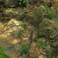 Homalomena consobrina, rheophytic sexual and vegetative population on rocks in forest riverbed, Bantul, Java