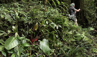 Homalomena producta and Patrick Blanc in forest understory, Kwau, Arfak Mts, 1600 m asl, West Papua, May 2025