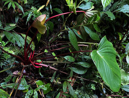 Homalomena producta, triangular cordate leaves and red inflorescences, Kwau, Arfak Mts, 1600 m asl, West Papua