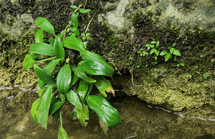 Homalomena stollei, adult plant and seedlings probably issued from rain splash dispersal of the seeds, War Inkabom Waterfall, Batanta, Raja Ampat, Southwest Papua