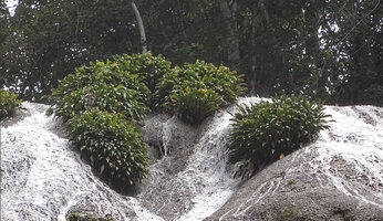 Homalomena stollei, dense clumps on the vertical face of the limestone waterfall, War Inkabom Waterfall, Batanta, West Papua