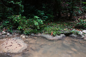 Homalomena stollei, dense population on an emersed limestone slab, War Inkabom Waterfall, Batanta, Southwest Papua