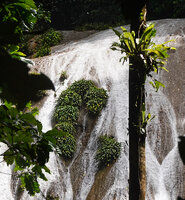 Homalomena stollei, dense populations on the vertical face of the limestone waterfall, War Inkabom Waterfall, Batanta, West Papua