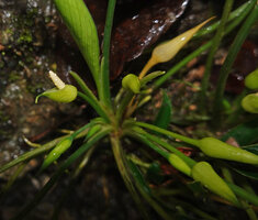 Homalomena stollei, inflorescences, War Inkabom Waterfall, Batanta, Raja Ampat, Southwest Papua