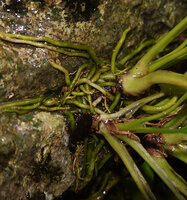 Homalomena stollei, numerous entangled adventitious roots firmly fixing the base of the plant to the rock, a characteristic of most rheophytes, War Inkabom Waterfall, Batanta, Raja Ampat, Southwest Papua
