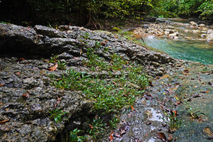 Homalomena stollei, population on oblique limestone slabs in fast flowing forest stream, War Inkabom Waterfall, Batanta, West Papua