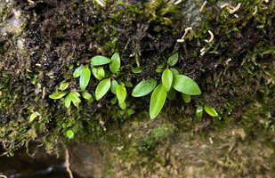 Homalomena stollei, small seedlings among mosses,  issued from tiny seeds dispersed due to rain splash, War Inkabom Waterfall, Batanta, Raja Ampat, Southwest Papua