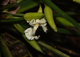 Homalomena stollei, spathe limb deliquescence just below male portion of spadix, War Inkabom Waterfall, Batanta, Raja Ampat, Southwest Papua