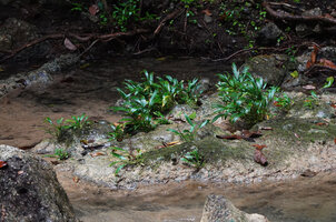 Homalomena stollei, War Inkabom Waterfall, Batanta, Southwest Papua