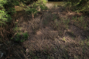 Homonoia riparia, a rheophytic shrub population totally leafless while submerged during monsoon, now recently emersed in late november, Khao Yai NP, Thailand