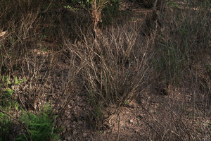 Homonoia riparia, a rheophytic shrub totally leafless while submerged during monsoon, now recently emersed in late november, Khao Yai NP, Thailand