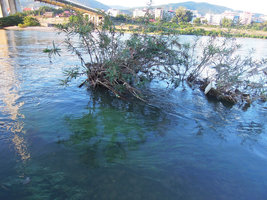 Homonoia riparia in the Mekong river, center of Jinghong city, Xishuangbanna, China