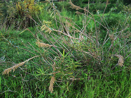 Homonoia riparia in the Mekong river, fruiting defoliate branches during low water level, Jinghong city, Xishuangbanna, China